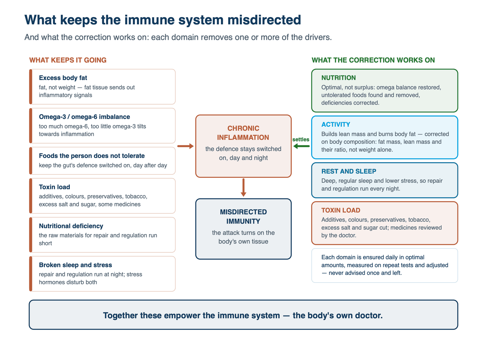 What keeps the immune system misdirected — and what the correction works on